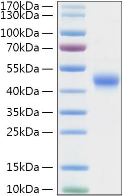Recombinant Mouse TNFRSF4/OX40/CD134 Protein