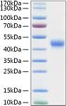 Recombinant Mouse TNFRSF4/OX40/CD134 Protein (RP01324)