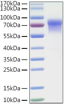 Recombinant Human LILRB1/ILT-2/CD85j Protein