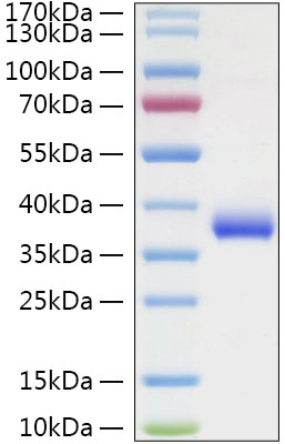 Recombinant SARS-COV-2 Spike RBD(N501Y) Protein