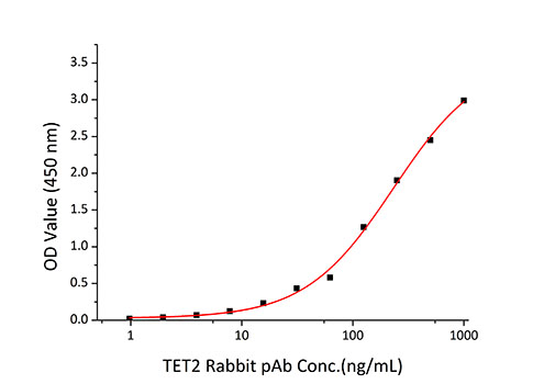 Recombinant Human TET2 Protein