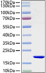 Active Recombinant Mouse IL-1 beta Protein (RP01340)