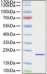 Recombinant Mouse FGF-2/bFGF Protein (RP01345)
