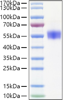 Recombinant Human SIRP-beta-1/SIRPB1/CD172b Protein