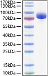 Recombinant Human APLP-1 Protein (RP01352)