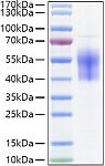 Recombinant Human B7-H6/NCR3LG1 Protein (RP01356)