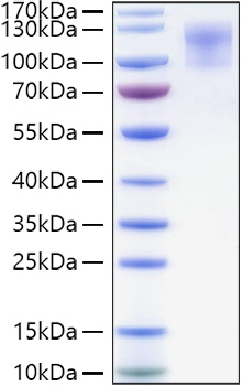Recombinant Human CD34 Protein