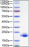 Recombinant Human Myelin-oligodendrocyte glycoprotein/MOG Protein (RP01361)