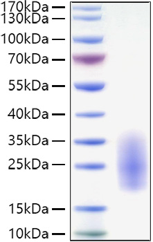 Recombinant Human IL-3 Protein