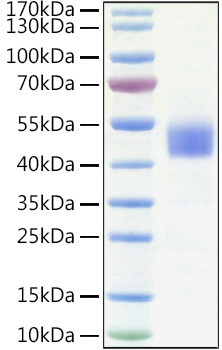 Recombinant Human IGFBP-3 Protein