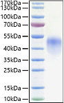 Recombinant Human Fc-gamma RIII alpha/CD16a(F176V) Protein (RP01366)