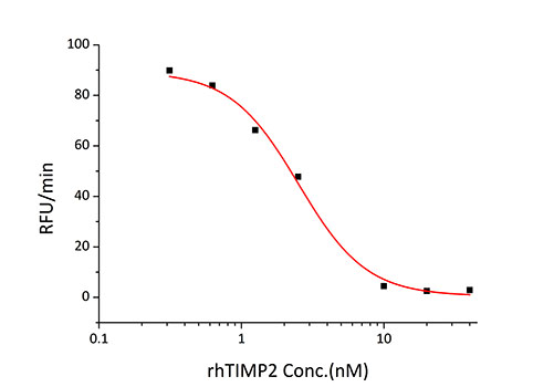 Recombinant Human TIMP-2 Protein