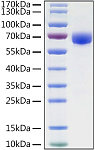 Recombinant Human B7-H3/CD276 Protein (RP01371)