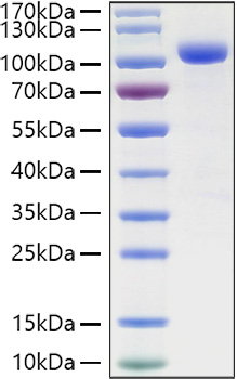 Recombinant Human LILRB2/ILT-4/CD85d Protein