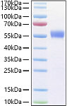 Recombinant Human B29/CD79B Protein (RP01381)