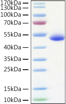 Recombinant Human TNFRSF10B/DR5/TRAIL-R2/CD262 Protein