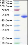 Recombinant Human TNFRSF10B/DR5/TRAIL-R2/CD262 Protein (RP01388)