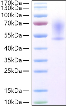 Recombinant Mouse CX3CL1/Fractalkine Protein