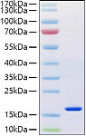 Recombinant Human REG-4 Protein (RP01398)