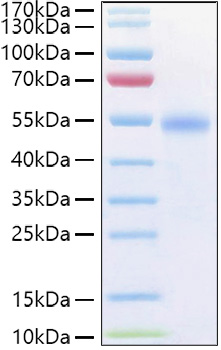 Recombinant Human TNFRSF18/CD357 Protein