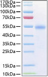 Recombinant Human TNFRSF18/CD357 Protein (RP01399)