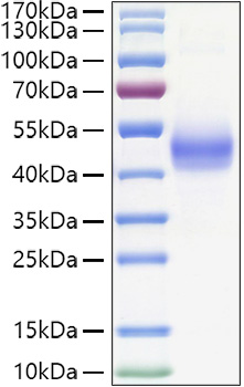 Recombinant Human TGFR-1/ALK-5 Protein