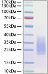 Recombinant Human BMPR-2 Protein (RP01418)