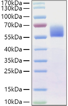 Recombinant Human BMPR-2 Protein