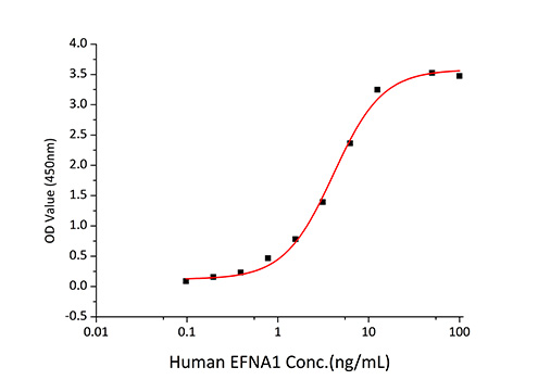 Recombinant Human Ephrin-A1/EFNA1 Protein