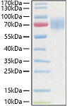 Recombinant Human Guanylyl cyclase C/GUCY2C Protein (RP01430)