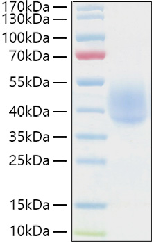 Recombinant Human NKAT-1/KIR2DL1/CD158a Protein