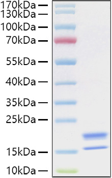 Recombinant Human TNFSF18/GITR Ligand Protein