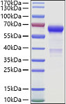 Recombinant Human VSIG3/IgSF11 Protein (RP01442)