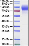 Recombinant Human MUC-16/CA125 Protein (RP01444)
