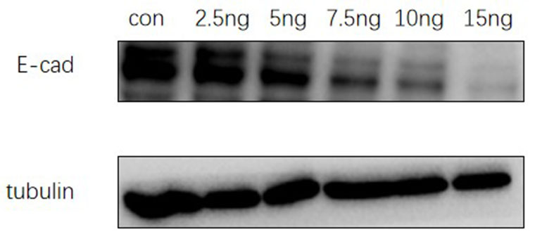 Recombinant Human Mature TGF-beta 1 Protein