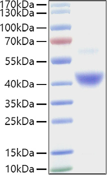 Recombinant Human LAP TGF-beta-1(C33S) Protein