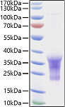 Recombinant Human B29/CD79B Protein (RP01464)