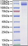 Recombinant Mouse VEGFR-2/KDR/CD309 Protein (RP01470)