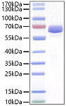 Recombinant Mouse EphA2/ECK Protein (RP01472)