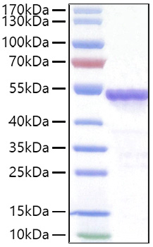 Recombinant SARS-COV-2 Nucleocapsid(D63G,R203M,D377Y) Protein