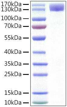Recombinant Human CSF1R/M-CSF R/CD115 Protein
