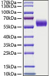 Recombinant Human HGK2/CD167a Protein (RP01488)
