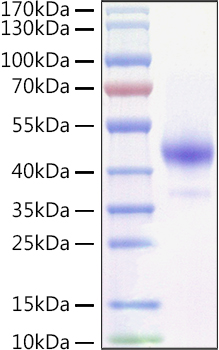 Recombinant Mouse TNFRSF13C/BAFFR/CD268 Protein