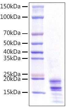 Recombinant Human IL-17A/CTLA-8 Protein