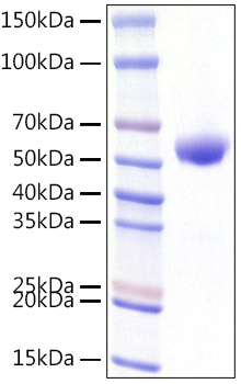 Recombinant Human CD8a Protein