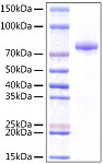Recombinant Human VWA9/INTS14 Protein (RP01524)
