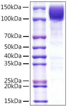 Recombinant Human PTPRC/CD45/CD45RA Protein
