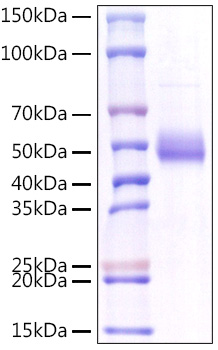 Recombinant Human GITR Ligand/TNFSF18 Protein