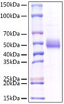 Recombinant Human GITR Ligand/TNFSF18 Protein (RP01535)