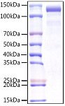 Recombinant Human gp140/CDCP1/CD318 Protein (RP01539)